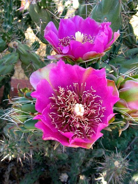 214 best images about New Mexico Flowers & Desert Plants on Pinterest | Gardens, Landscape ...