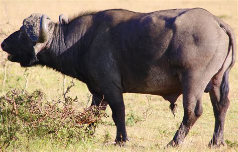 Cape Buffalo on Safari in Kenya - The Gate