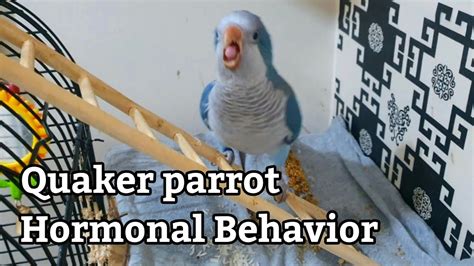 Quaker Parrot Shouting / Yelling / Biting / Sounds | Parrot Hormonal Behavior / Change 🦜 - YouTube