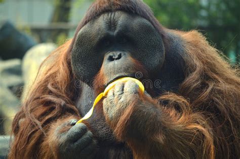 Portrait Of Orangutan Eating Banana Stock Image - Image of mammal, male: 76034817