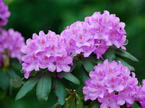 Rhododendron Care - Tips On How To Grow A Rhododendron Bush