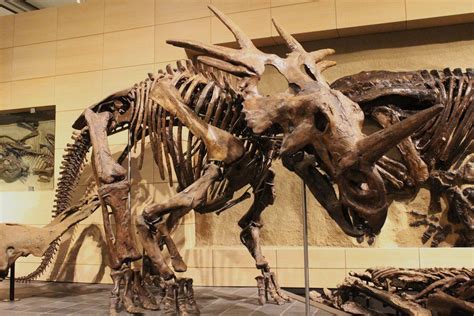 Styracosaurus Facts, Habitat, Diet, Fossils, Pictures