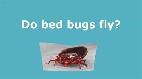 Do bed bugs fly? (Live Experiment) - YouTube