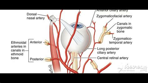 Ophthalmic Artery Branches Mnemonic