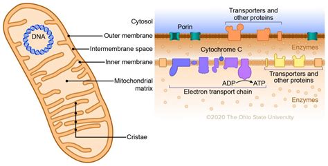 Mitochondria – Veterinary Histology