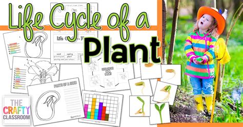 Seed to Plant Coloring & Worksheet - The Crafty Classroom