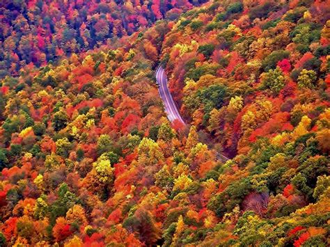 Pin by Fontella Sea on The Tree Of Life | West virginia, Virginia fall, Scenic photos