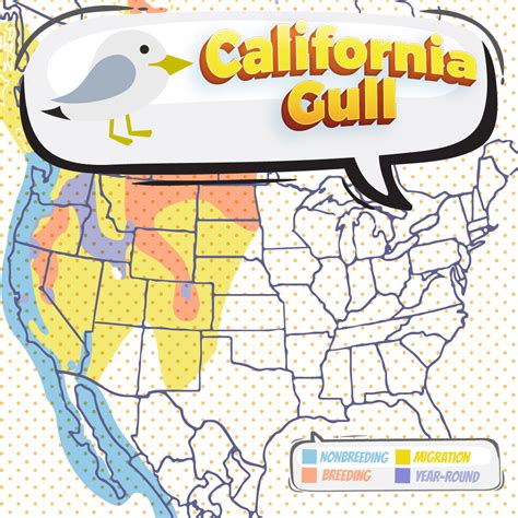 California Gull - Bird Watching Academy