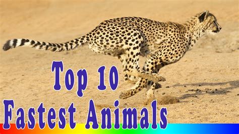 Top 10 Fastest Animals In The World - YouTube