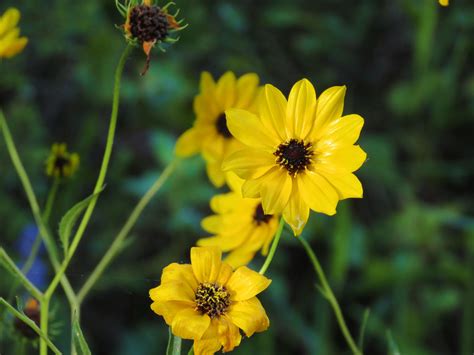 Fall Sunflower Fields in Bloom | Audubon Corkscrew Swamp Sanctuary