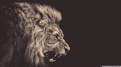 Gold Lion Wallpapers - Top Free Gold Lion Backgrounds - WallpaperAccess