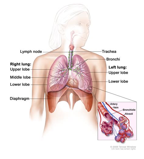 Understanding Lung Cancer | Knight Cancer Institute | OHSU