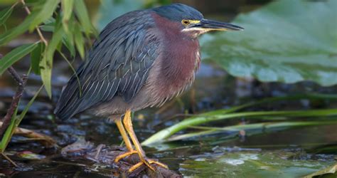 Green Heron Identification, All About Birds, Cornell Lab of Ornithology