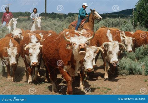 Navajo Family Herding Cattle Editorial Stock Image - Image: 23150429