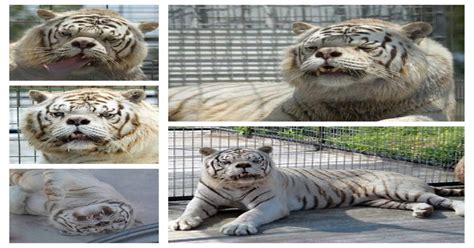 Kenny, a white tiger with Down syndrome : pics