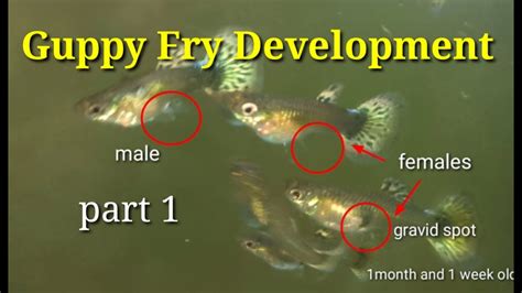 Newborn Guppy Fry Growth Chart