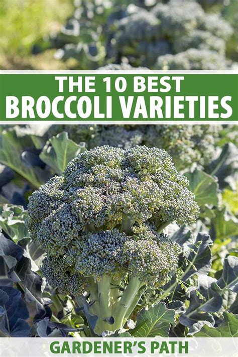 The 10 Best Broccoli Varieties to Grow at Home | Gardeners Path