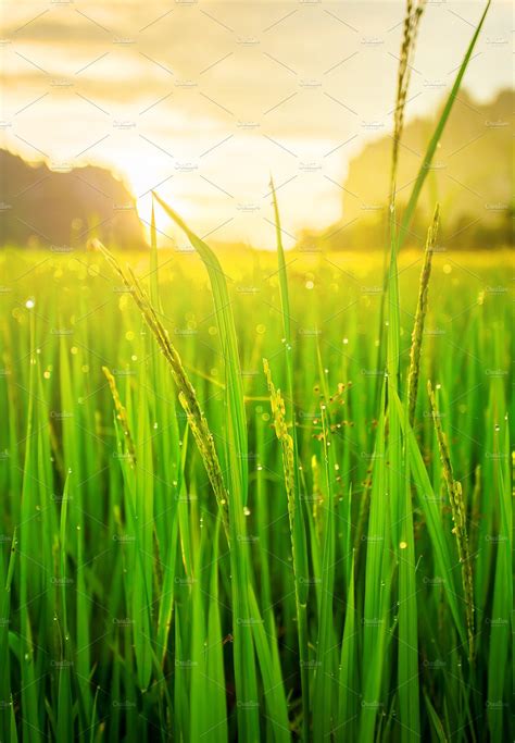 Paddy rice field background | Sunrise, Photo, Background