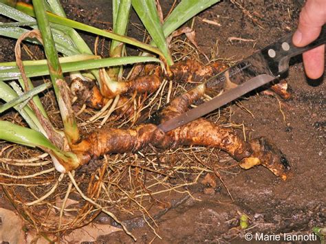 Difference Between Rhizomes, and Tubers?