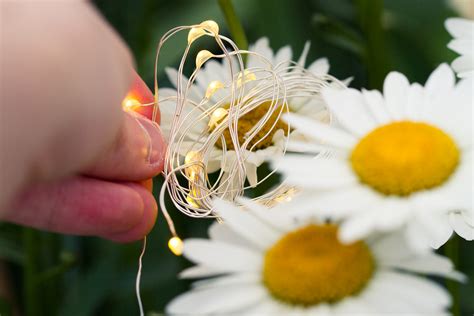 Creative Macro Photography - Using Fairy Lights