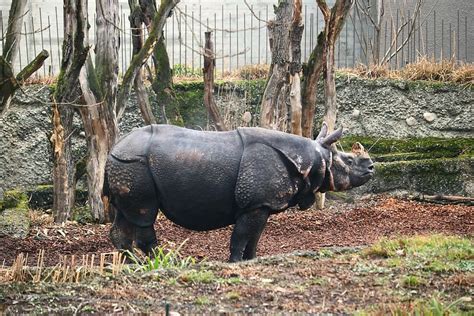 HD wallpaper: Rhino, Male, Horn, Wild Animal, animal world, mammal, muscles | Wallpaper Flare