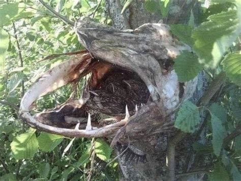 Musky fish jumps and gets caught in fork of tree and dies. Its dried carcass becomes a bird nest ...