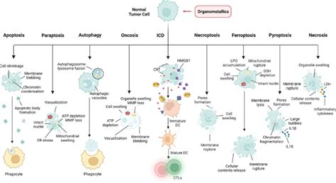 Main cell death pathways have been identified to date that can be ...