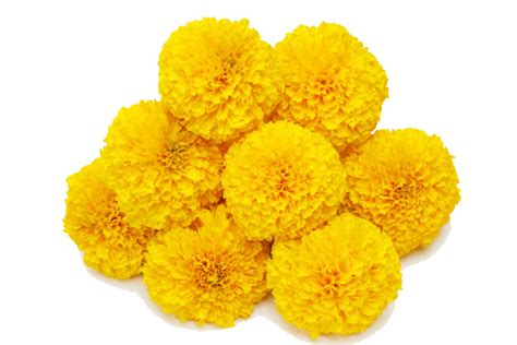 Flower,Yellow,Common Tansy,Plant,Tagetes,Tansy,Chrysanths,Flowering plant,english marigold,Petal ...