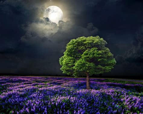 scenery, Fields, Sky, Trees, Moon, Night, Nature Wallpapers HD ...