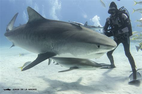 Tiburones asesinos: ¿mito o realidad? - México Desconocido