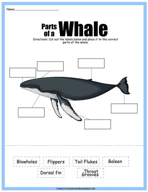 Blue Whale Life Cycle For Kids