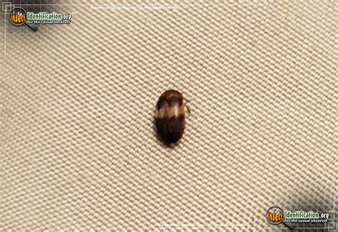 Banded Black Carpet Beetle