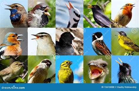 Singing birds. stock photo. Image of beautiful, fence - 15610088