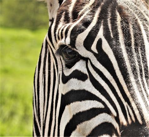 Zebra Eye Close-up Free Stock Photo - Public Domain Pictures