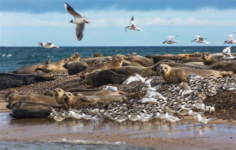 National Trust Blakeney National Nature Reserve | Visit East of England