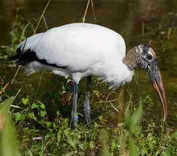 Wood Stork - Friends of the Everglades