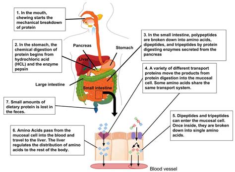 6.4: Protein Digestion and Absorption - Medicine LibreTexts