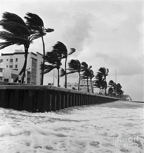 Hurricane Winds Blowing Palm Trees by Bettmann