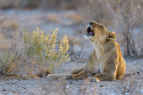 Lioness roaring / Mammals / Webshop - Richard Guijt Photography