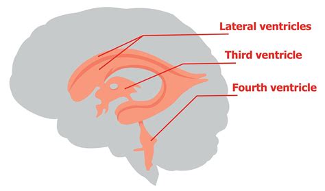 Ventricular System Labeled