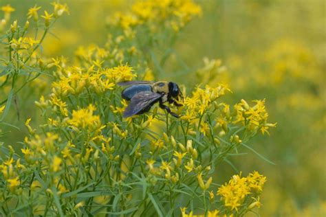 Native Pollinator Plants for the Southeast & East South-Central Region - EcoBeneficial®