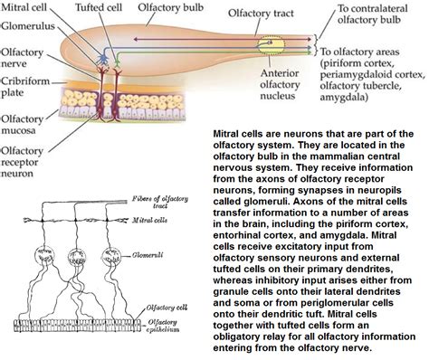 Mitral cell of Olfactory bulb ... | Neurons, Bulb, Cell