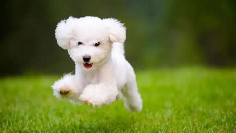 Top 20 Smallest Dog Breeds – Forbes Advisor UK