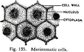 Do meristematic cells have intercellular space? | Socratic