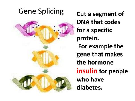 PPT - Genetic Engineering PowerPoint Presentation, free download - ID ...