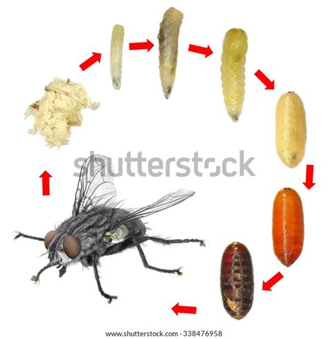 Fly Development Stages Eggs Larva Imago Foto stock 338476958 | Shutterstock