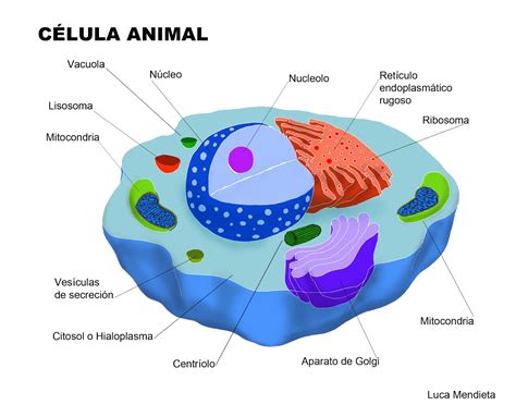 Celula animal facil para dibujar - Imagui