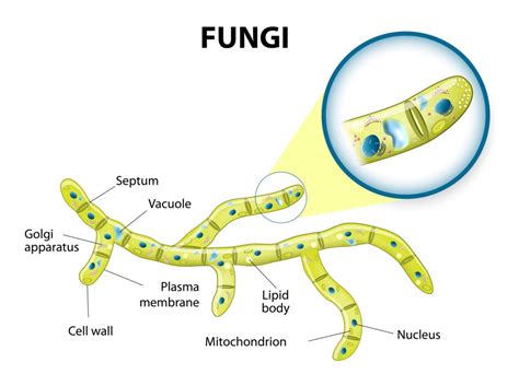 Structure Of Fungi - SEONegativo.com