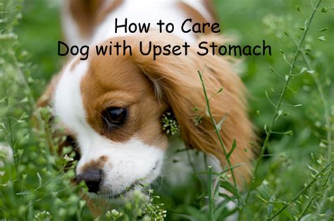 Essential Care For Dog With Upset Stomach Or Diarrhea | HubPages