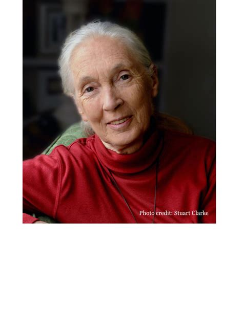 Jane Goodall, renowned ethologist and conservationist - Chartwell Speakers Bureau